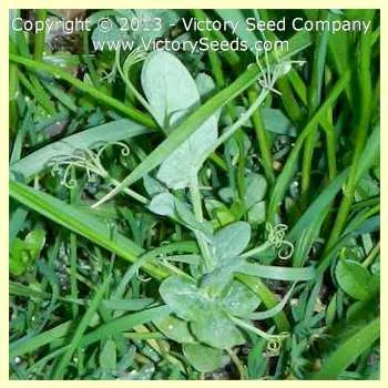 Austrian Winter Pea
