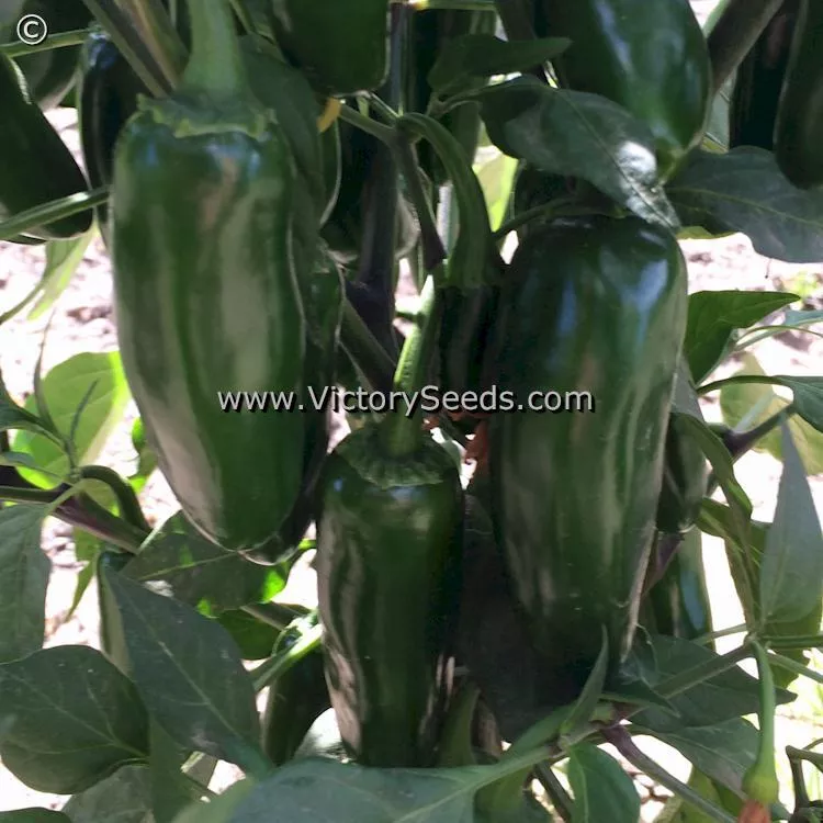 Jalapeno Hot Pepper