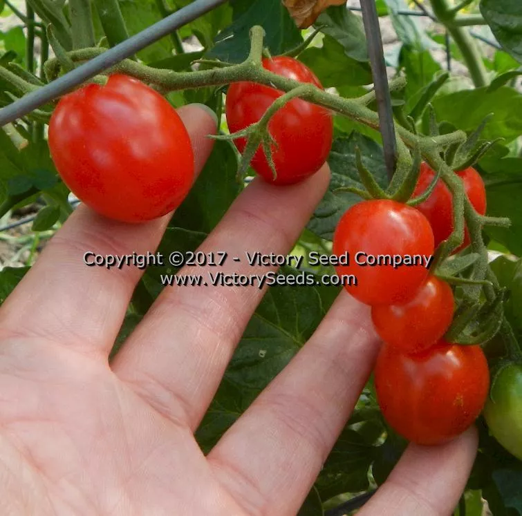 Red Grape Tomato