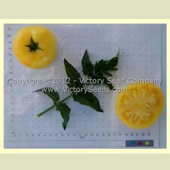 Burpee's Golden Dwarf Champion (Golden Dwarf Champion) Tomato