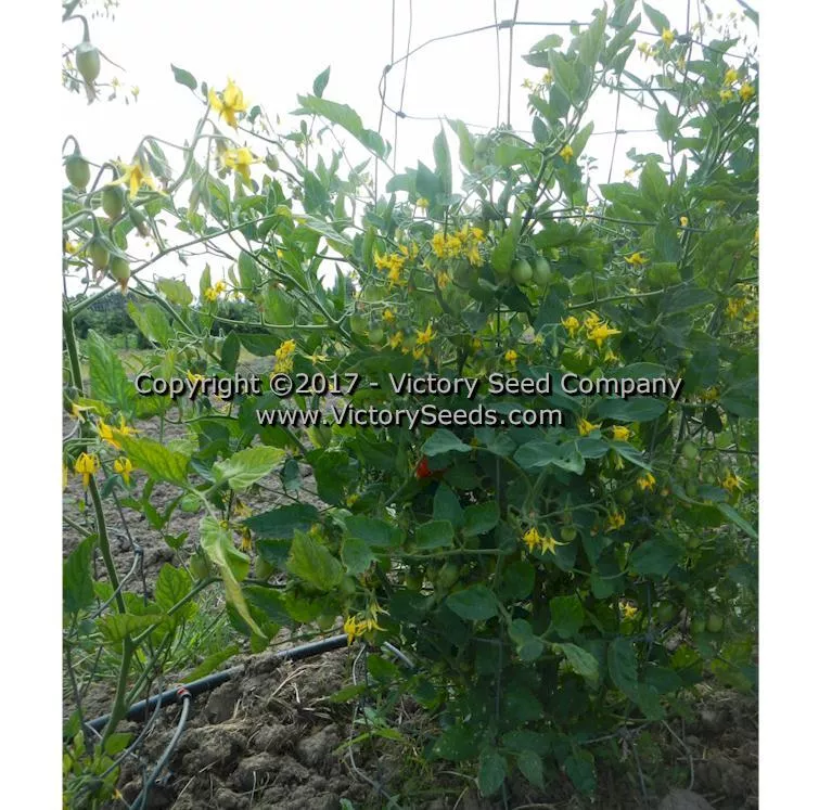 Red Grape Tomato