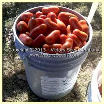 Oroma Tomato