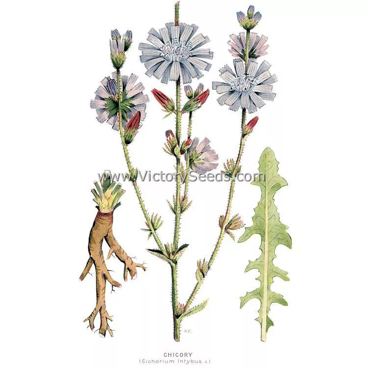 Chicory