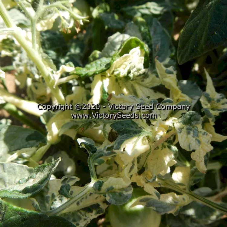 Dwarf Pico's Pride Tomato