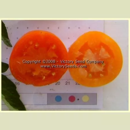 Orange-1 Tomato