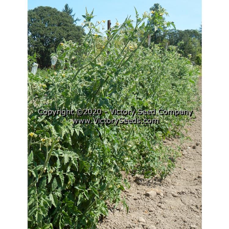 Dwarf Jasmine Yellow Tomato
