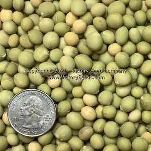 Kenko Soybean