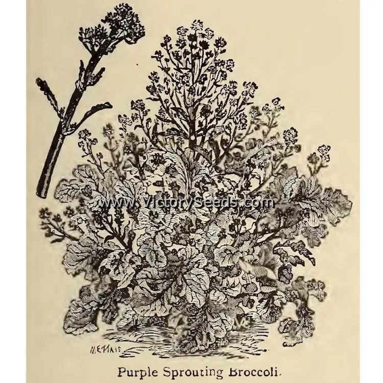 Early Purple Sprouting Broccoli