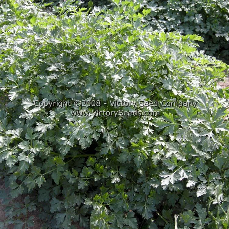 Hamburg Rooted Parsley