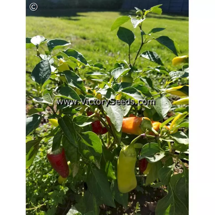 Hungarian Yellow Wax (Hot Banana) Hot Pepper
