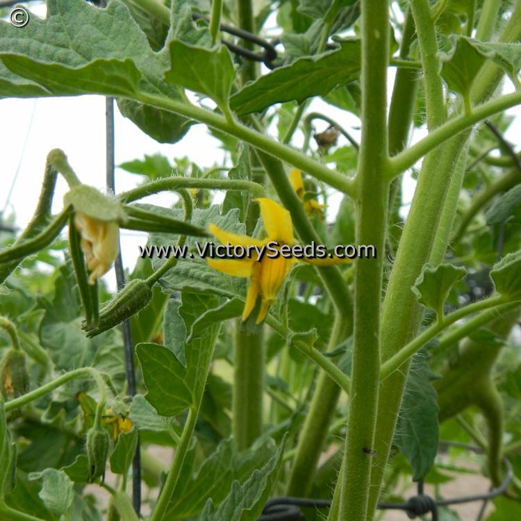 Redmon Giant Tomato