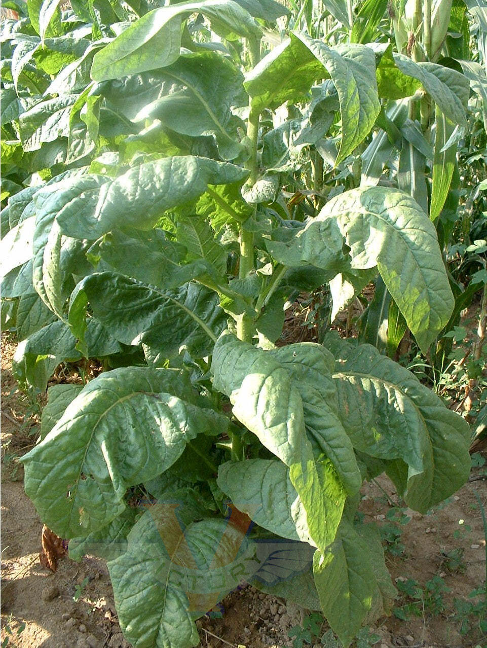 Banana Leaf Tobacco
