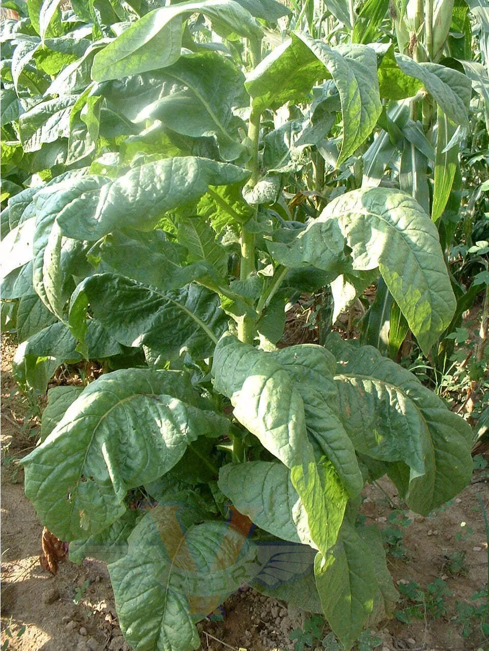 Banana Leaf Tobacco