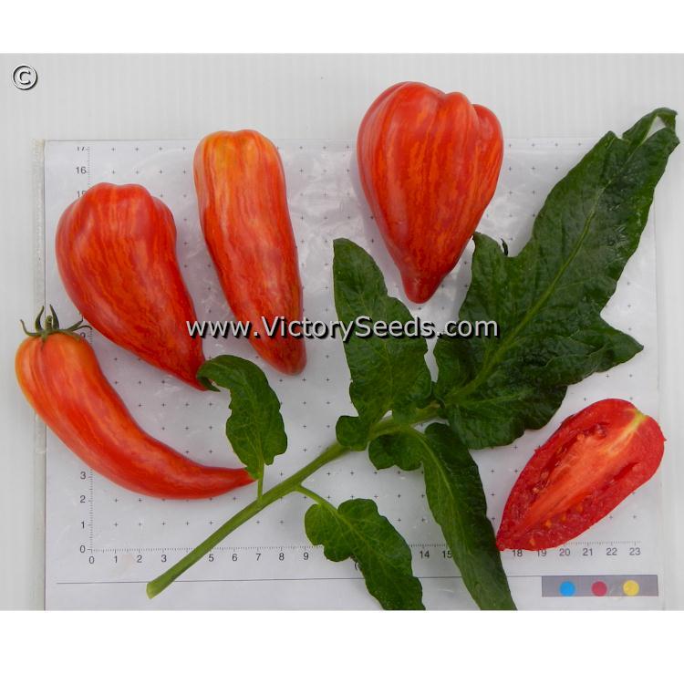 Dwarf Stony Brook Speckled Tomato