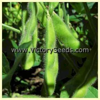 Shirofumi Soybean