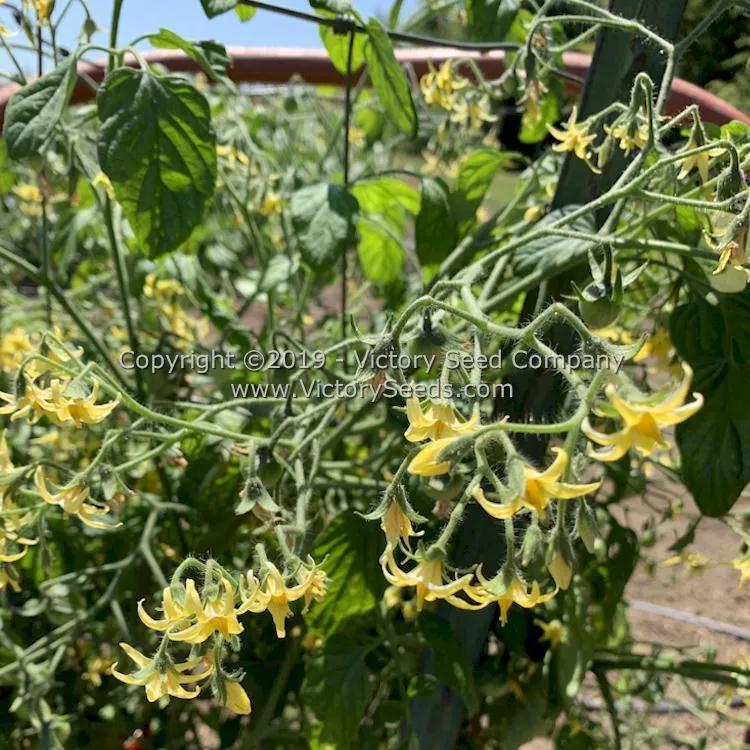 Farthest North Tomato