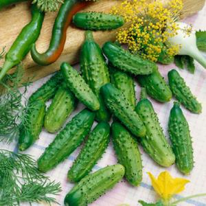 Parisian Gherkin F1 Cucumber