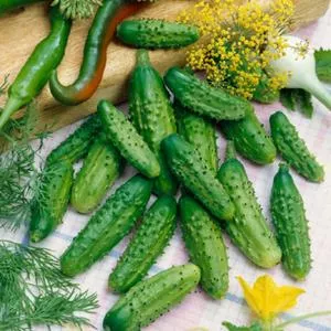 Parisian Gherkin F1 Cucumber