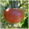 Dot's Delight Tomato