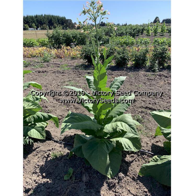 Red Rose Tobacco