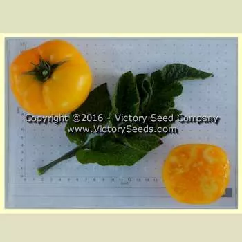 Dwarf Golden Tipsy Tomato