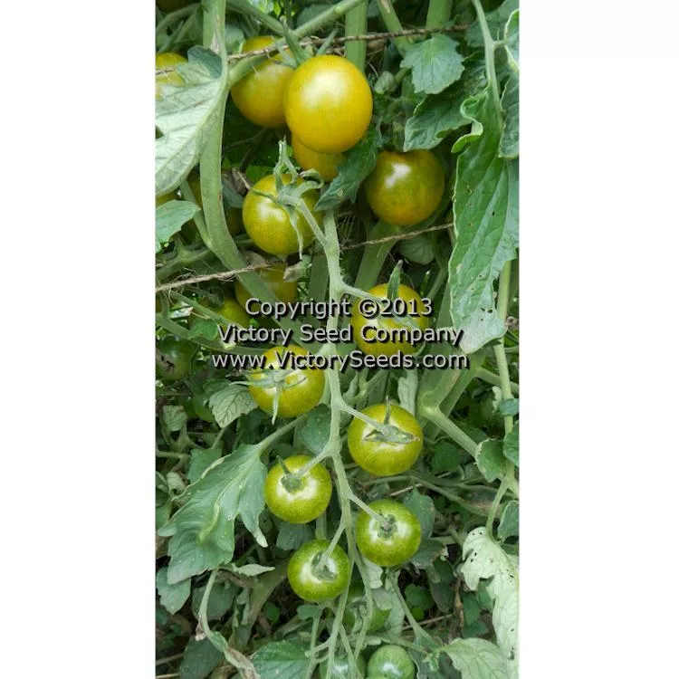 Green Doctors Tomato