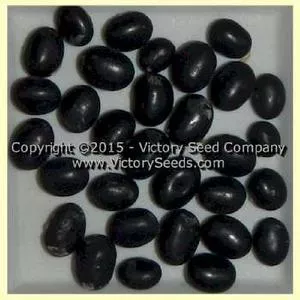 Rouest 117 Soybean