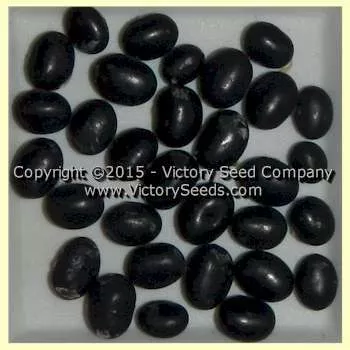 Rouest 117 Soybean