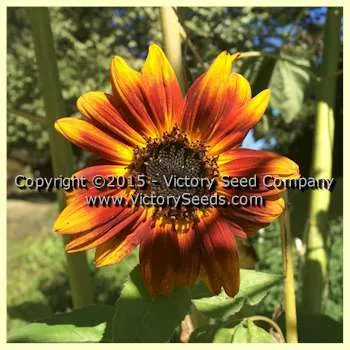 All Sorts Mix Sunflower