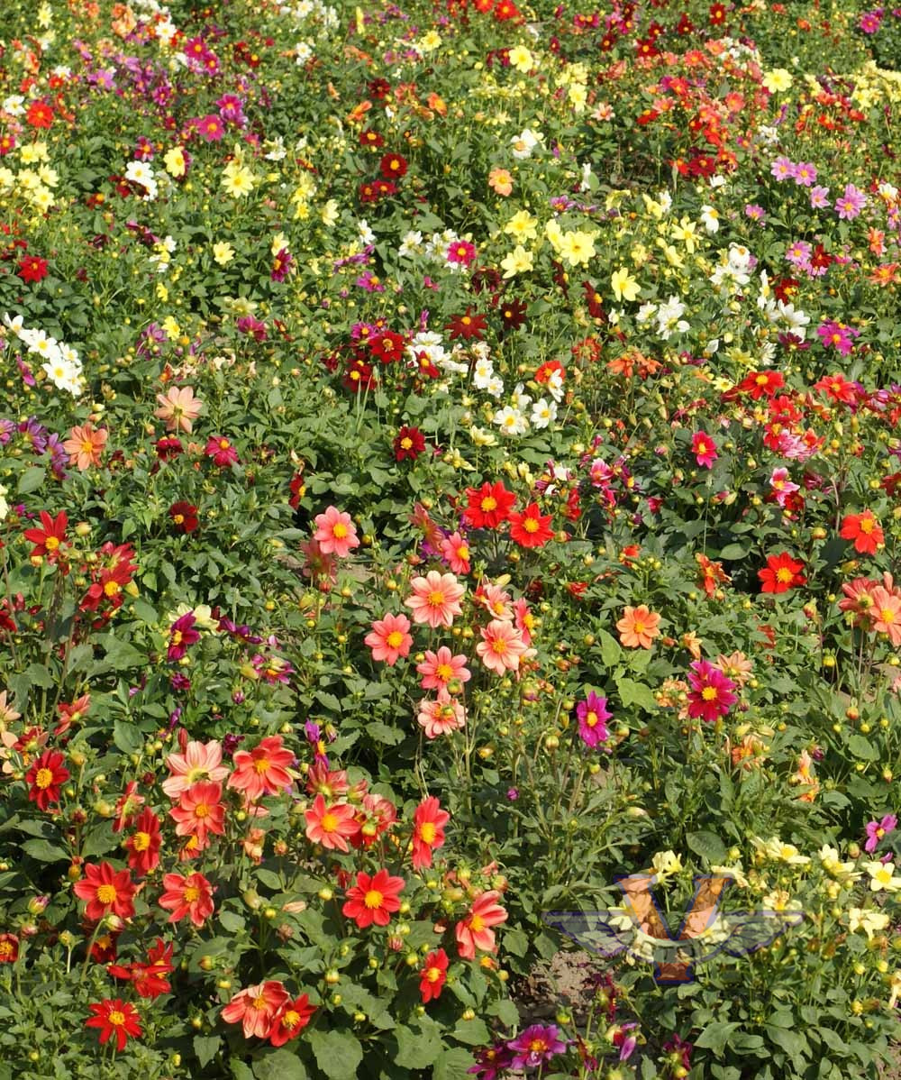 Dahlia 'Dwarf Single Mix'