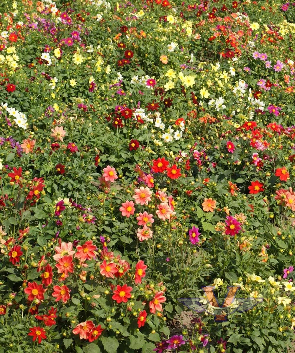 Dahlia 'Dwarf Single Mix'