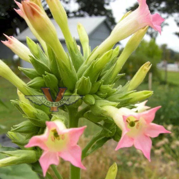 Virginia Bright Leaf Tobacco