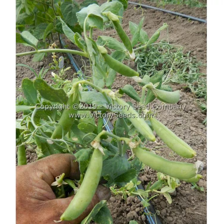 Sugar Ann Sugar Snap Pea