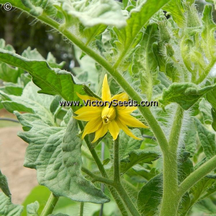 Dwarf Chocolate Heartthrob Tomato