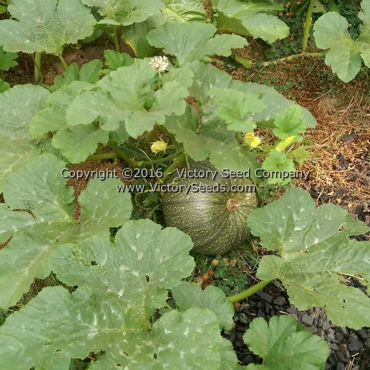 Williams Naked Seeded Pumpkin