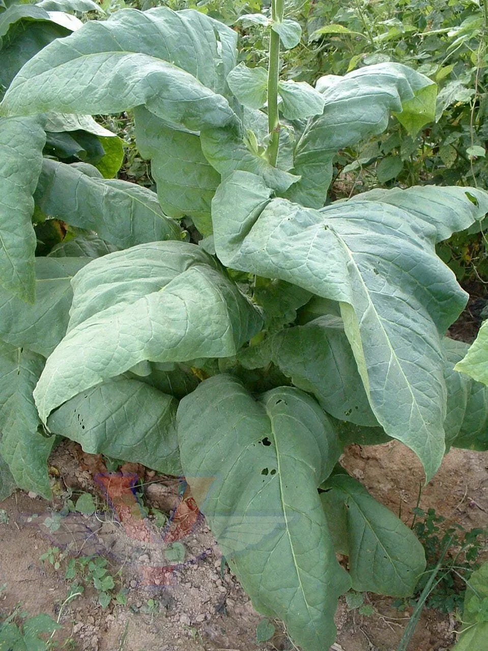 Glessnor Tobacco