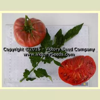 Adelaide Festival Tomato