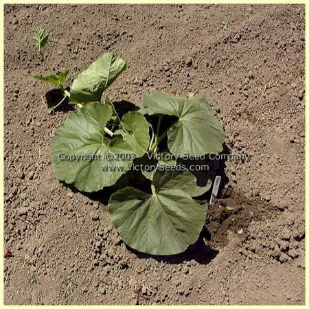 Bushel Gourd