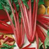 Ruby Red Swiss Chard