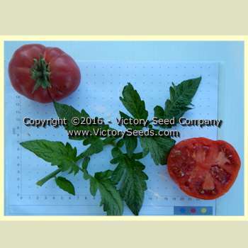 Dwarf Crimson Sockeye Tomato