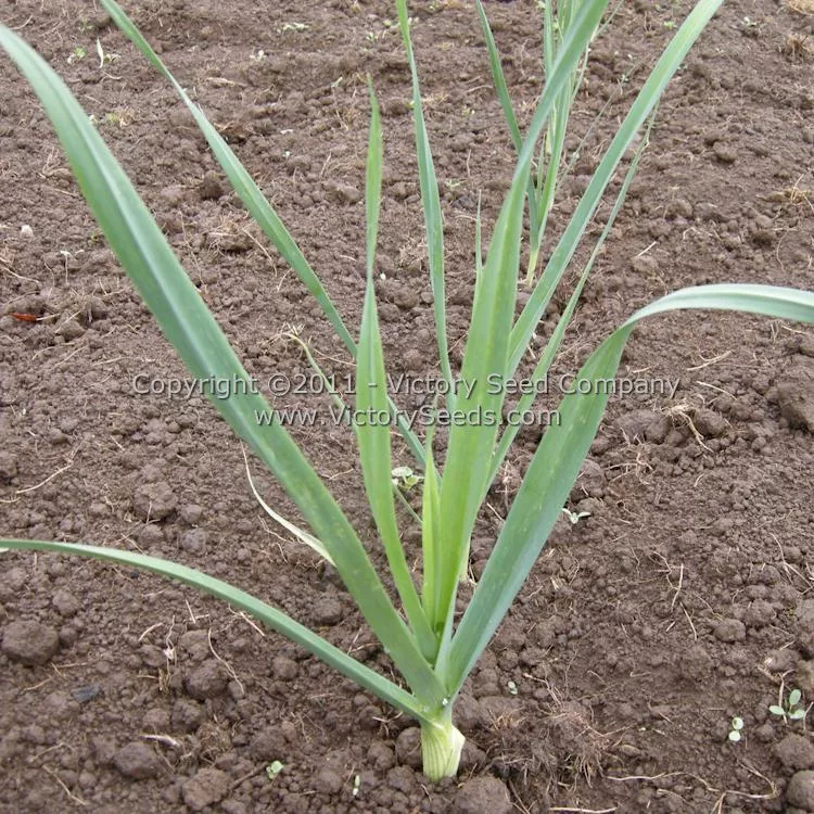Carentan Leek