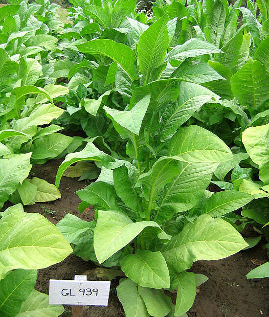 Gold Leaf 939 Tobacco
