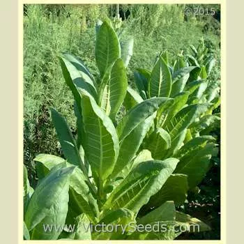 KY 21 Tobacco