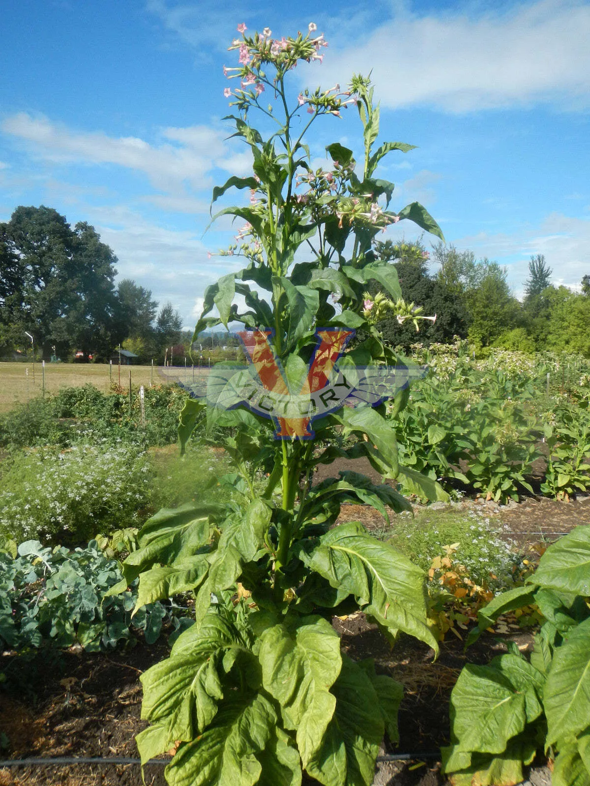 Virginia 12 Tobacco
