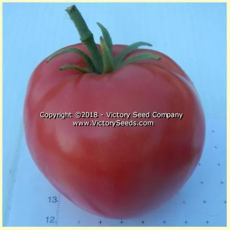 Louisiana Gulf State Tomato