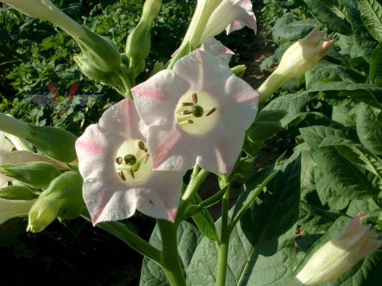 Bafra Tobacco