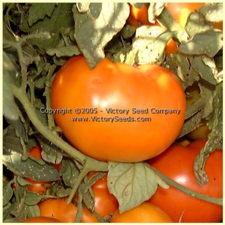 Orange King Tomato