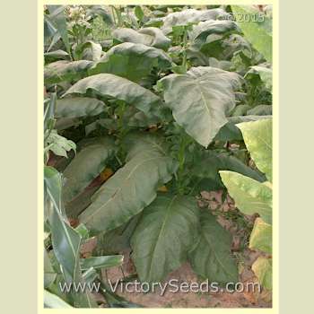 Little Yellow Tobacco