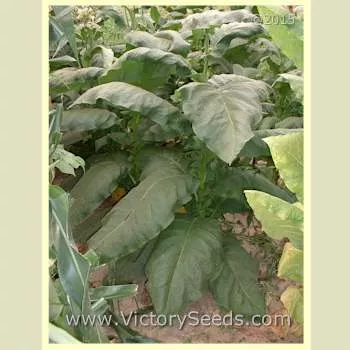 Little Yellow Tobacco