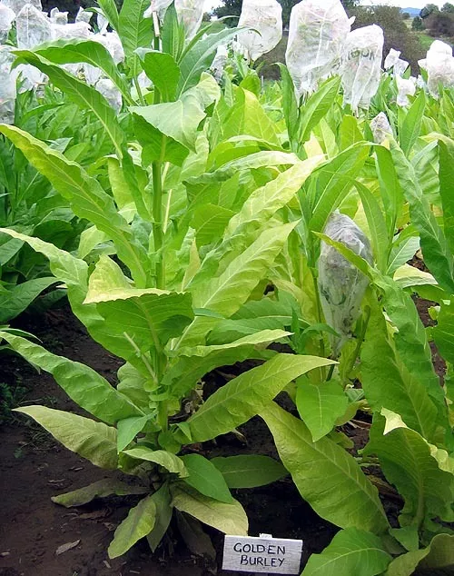 Golden Burley Tobacco